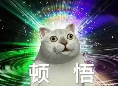 憨憨猫表情包合集|奇怪的知识增加了