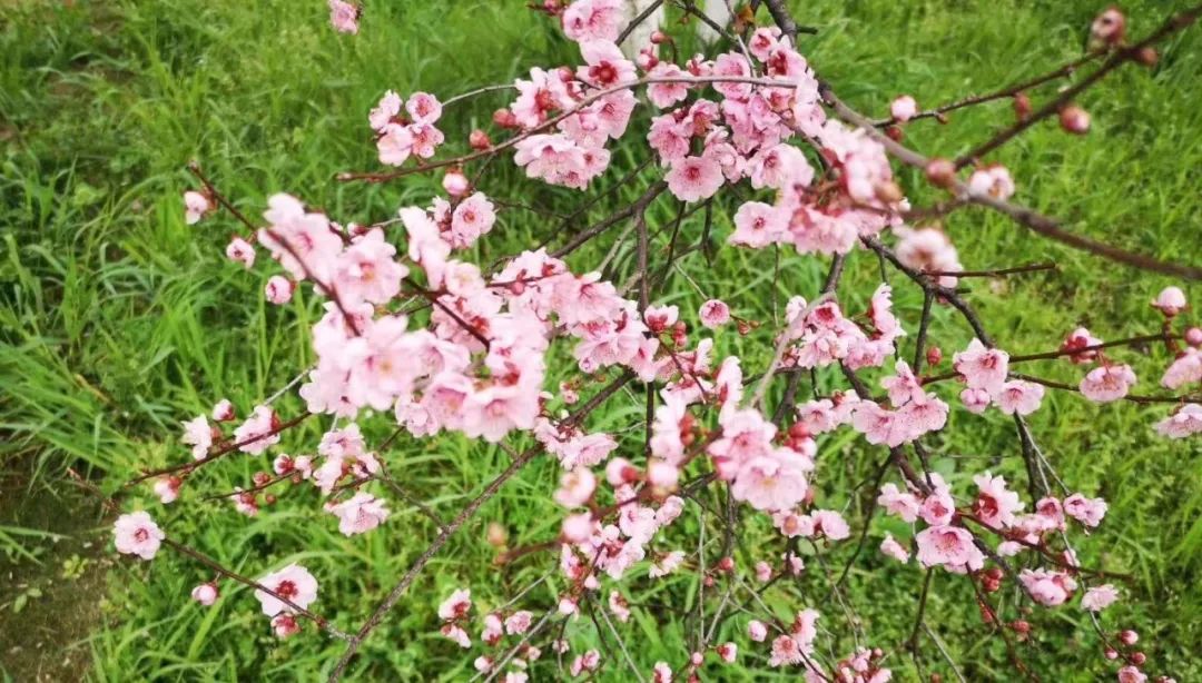 春天真的来了果园植树湖畔赏花森林里泡温泉私密小众踏春约起来