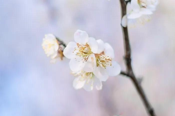 时至春暖花开,唯愿从此一切顺遂