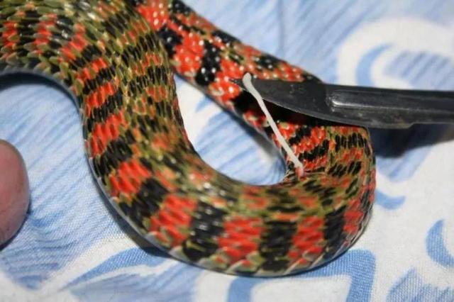 蛇是有害动物 2f8852af2c9e44f787f14ae1a7aacf3e.jpeg