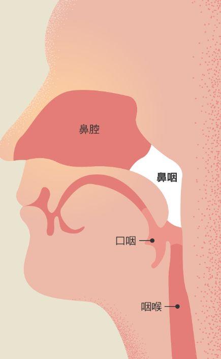 鼻咽部在这里