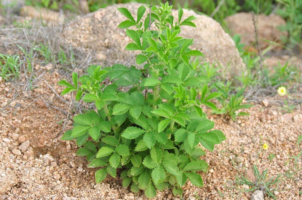 龙芽草怎么吃