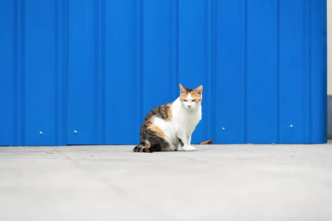 三花猫怎么搭_三花猫