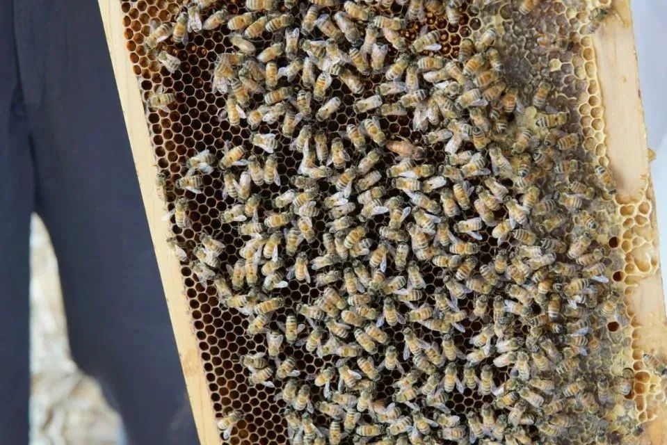 用心酿造的蜂蜜武汉市599元抢蜂之巢便携礼盒装独立条装蜂蜜套餐