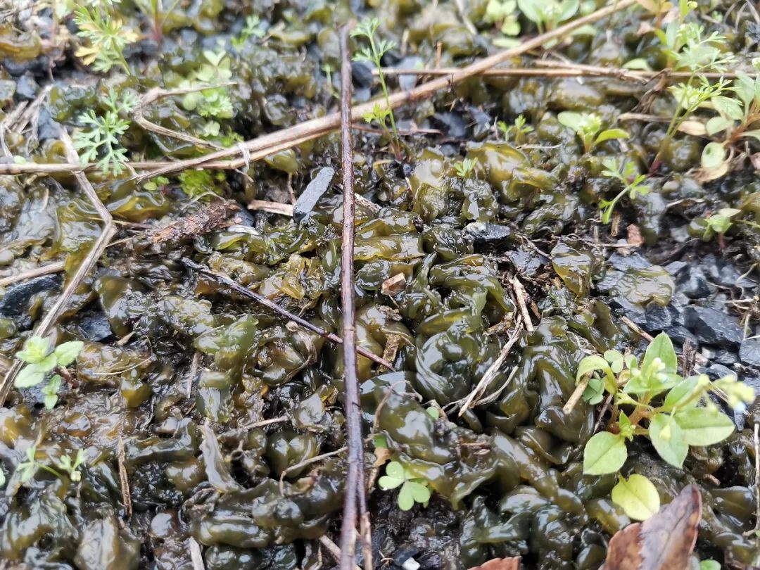 梗,泥土混在一起就会滋润地生长没有肥料,只要有水有草雷公菌名字土气