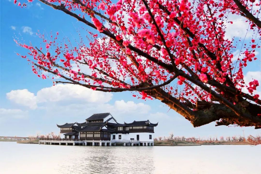 今日惊蛰 线上游灌云伊芦山梅园