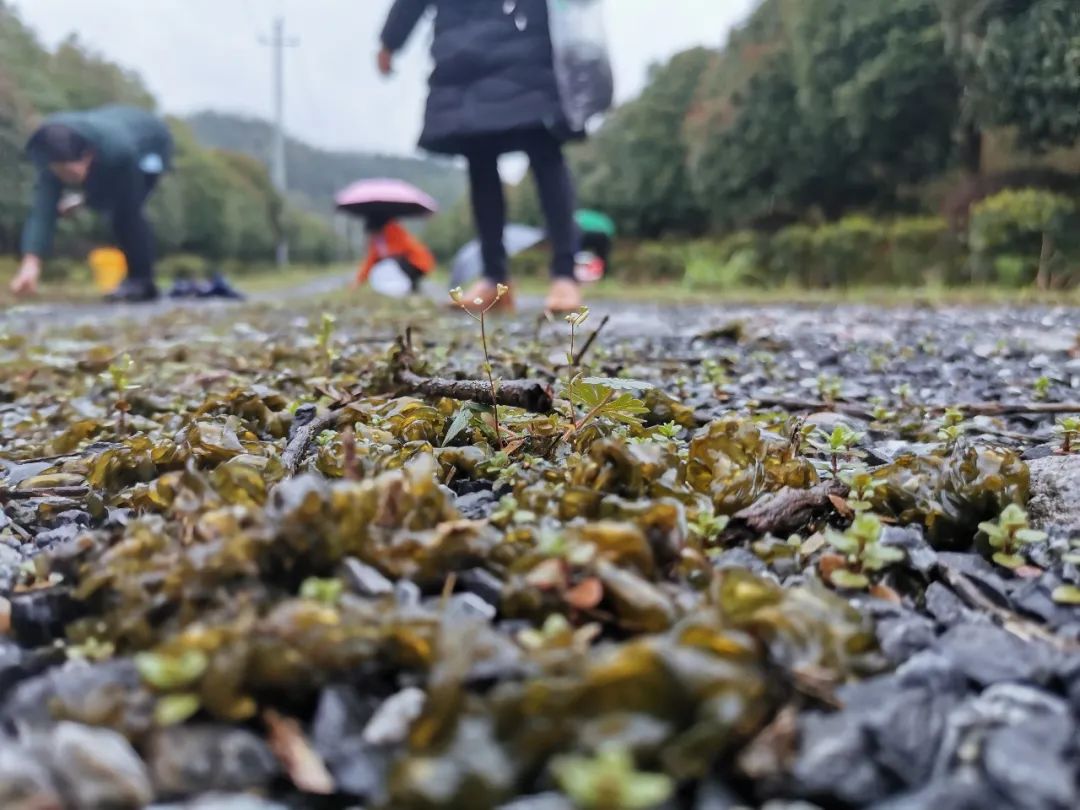 举个伞就开始寻宝了穿个雨靴,提个筐,桶三五成群都雷公菌生长的温床有