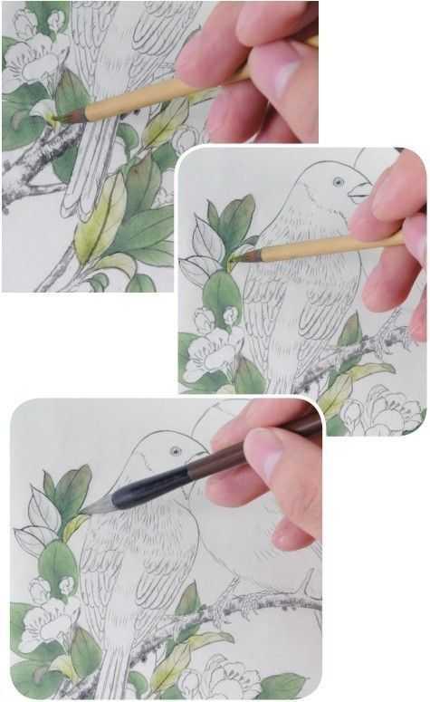 零基础工笔画教程分步骤图解教你蜡嘴雀工笔画法快来学习临摹