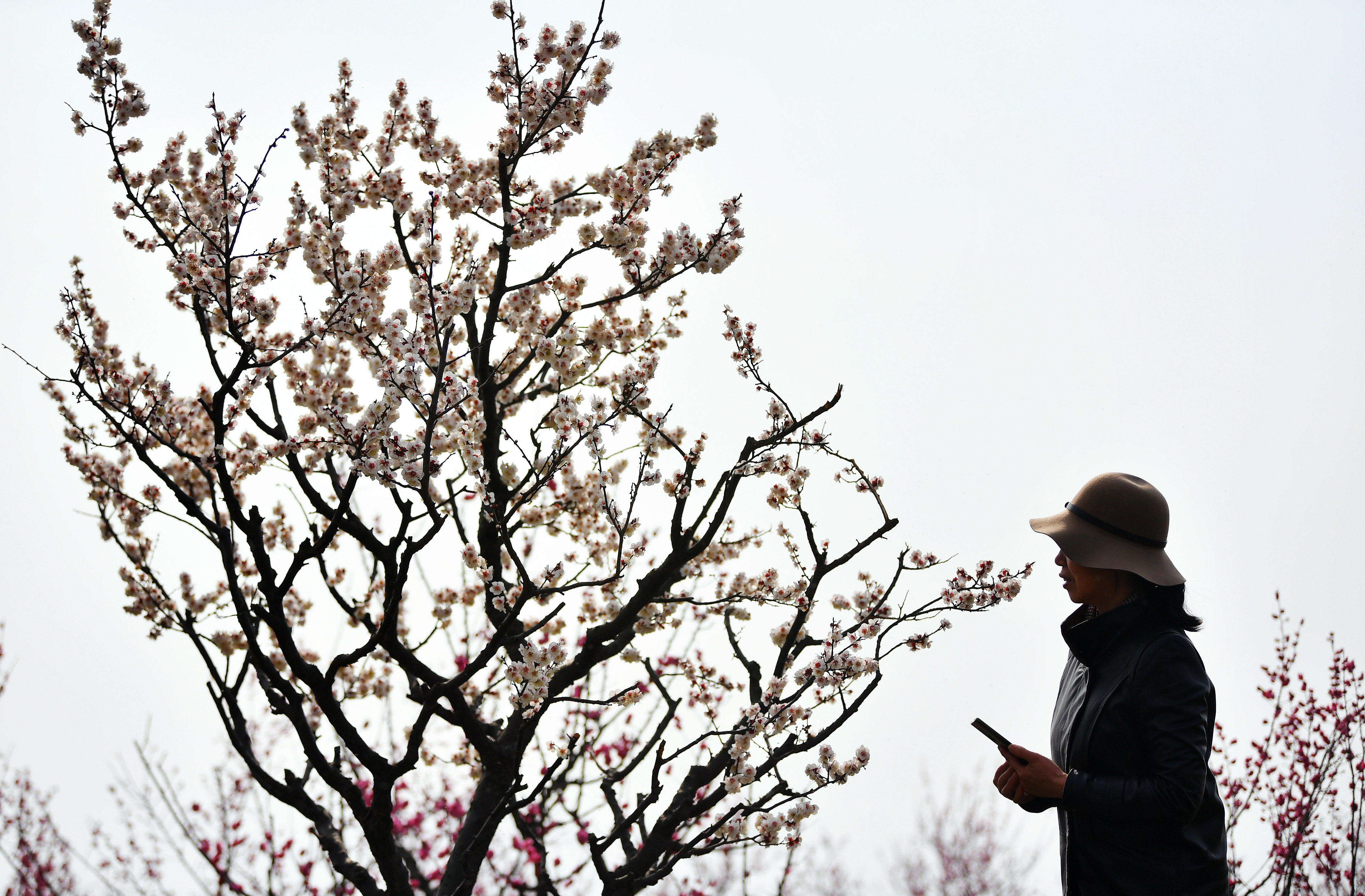 西安梅花枝头春意好