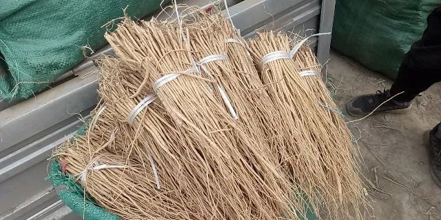 要价4元/市斤的黄芪苗