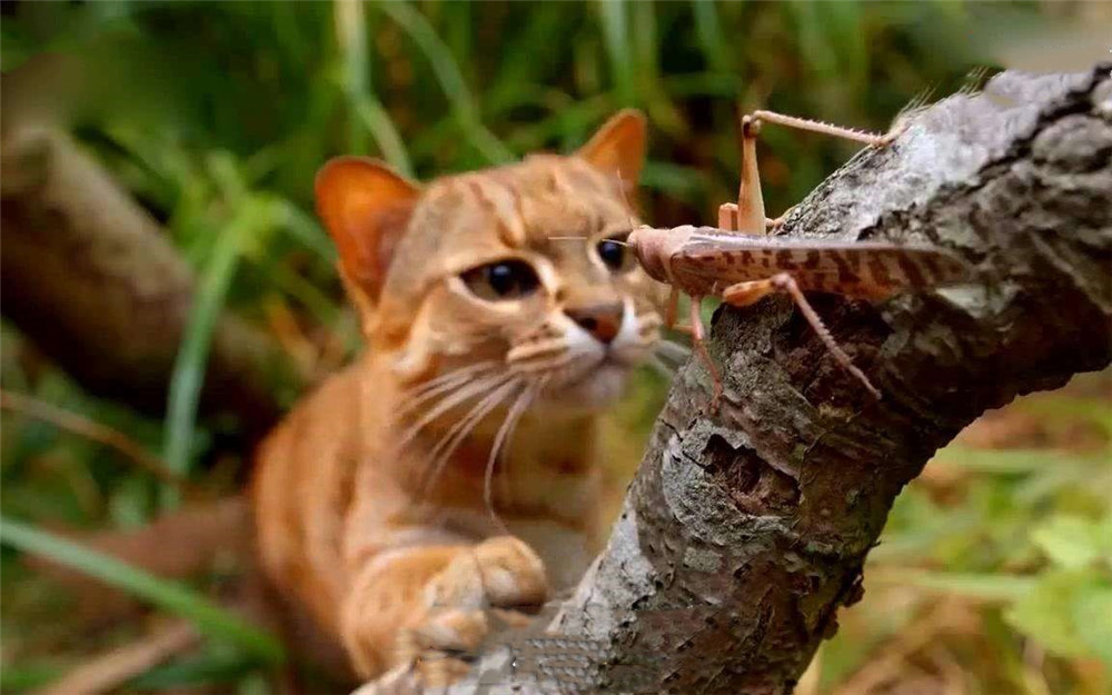巴掌大的銹斑貓，把樹葉當被子蓋，咬合力媲美老虎，卻喜捕食昆蟲 寵物 第5張