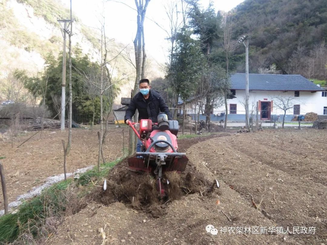 高粱镇有多少人口_树人镇有多少人口