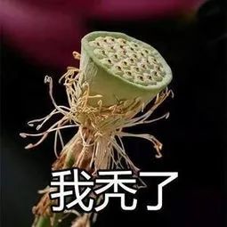 让没带课本的学生拍个后空翻视频发给我，结果有人发来了这个……