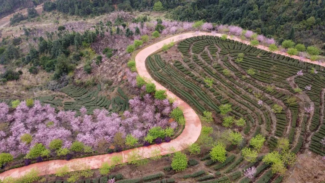 南靖紫云山的樱花开了来吧