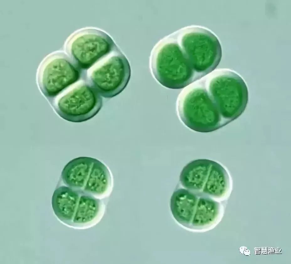 除了制造吓人的血雪藻类的功能大着呢