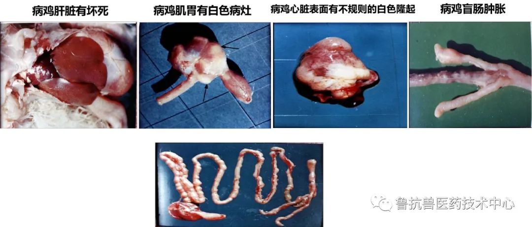 疾病防控鸡白痢