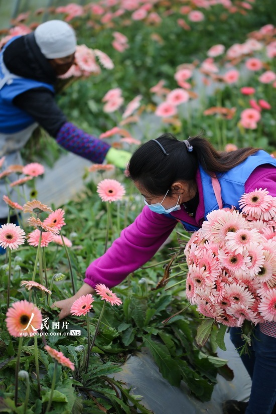 贵州黔西:采摘鲜花供应市场