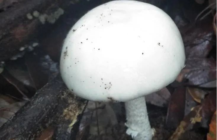 如何种植蘑菇屋 9f10e900ec4e42eaac3b2a71e3645c82.jpeg