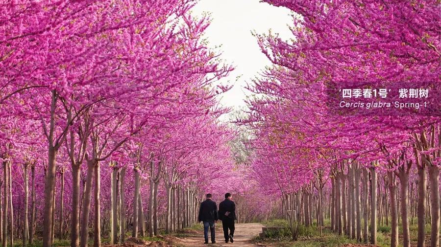 "四季春1号"紫荆树的花,叶,果特写