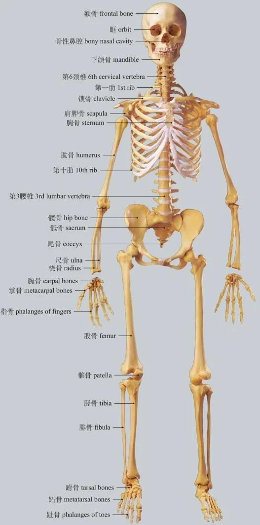 图1-1 全身骨骼前面观 anterior aspect of skeleton