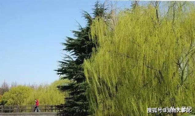 杨柳什么什么成语(2)