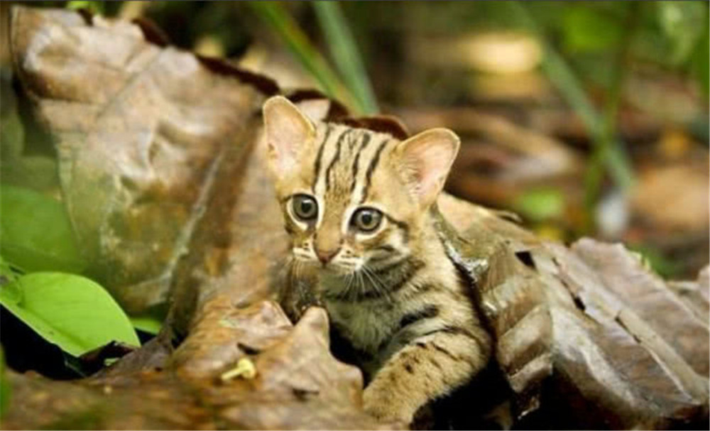 巴掌大的銹斑貓，把樹葉當被子蓋，咬合力媲美老虎，卻喜捕食昆蟲 寵物 第2張
