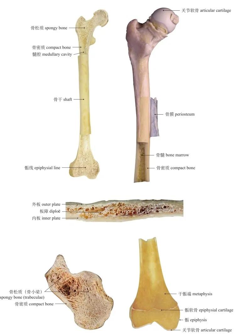 运动系统骨详解