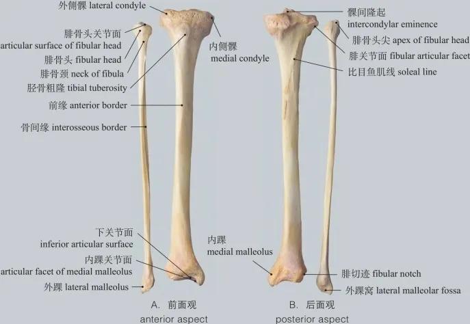 运动系统骨详解