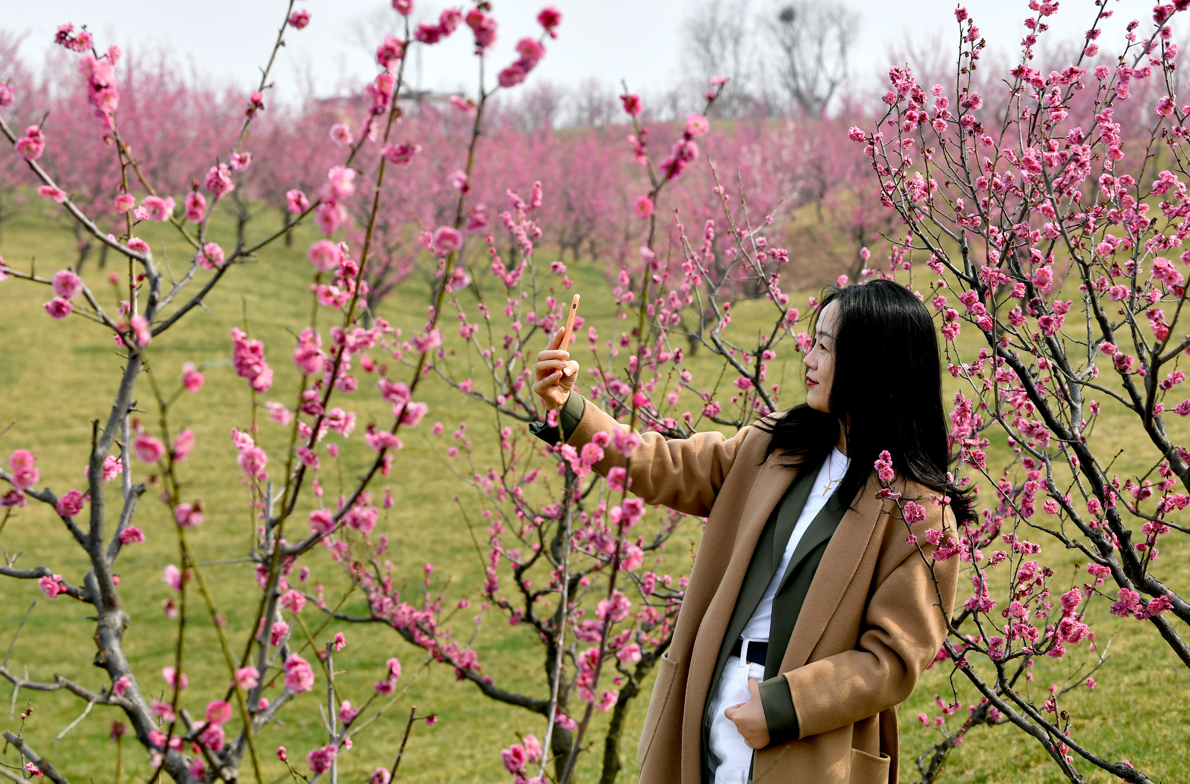 西安:梅花枝头春意好_长安