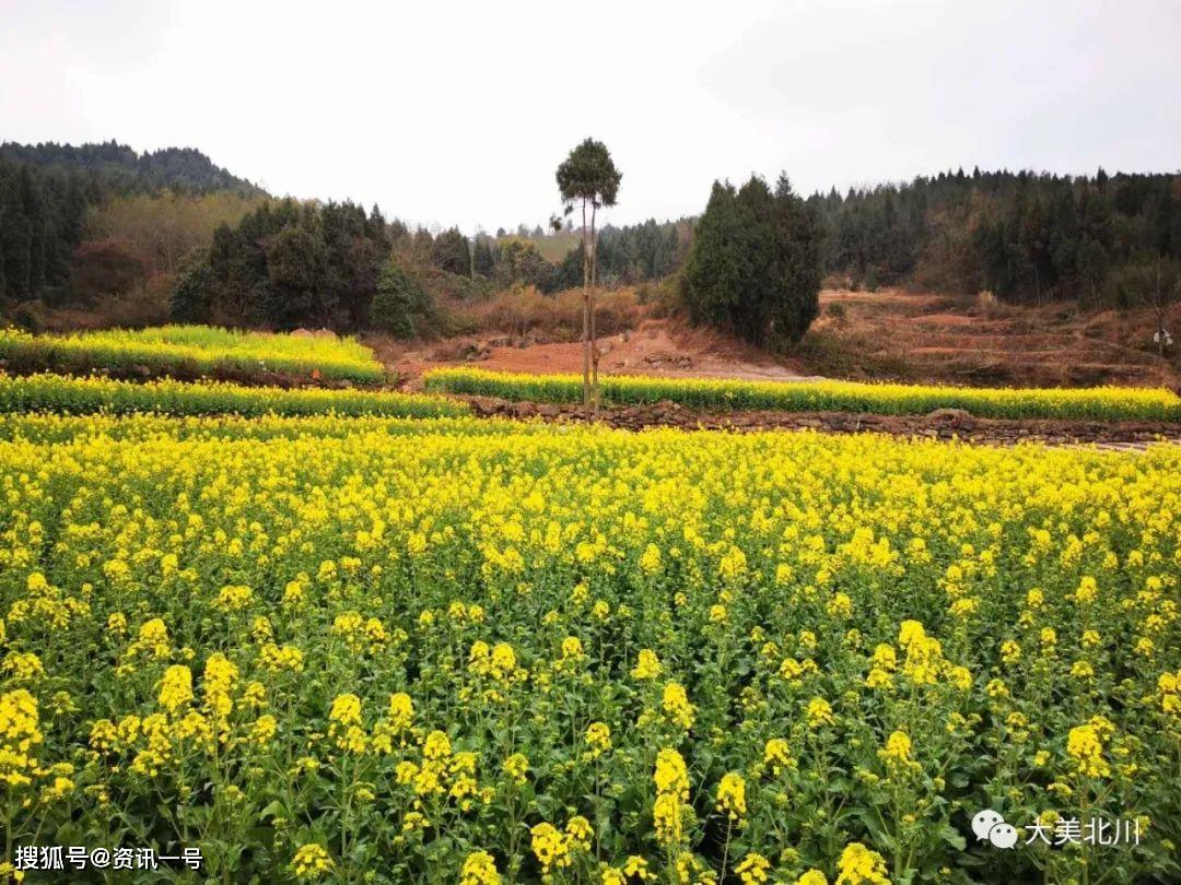 绵阳北川油菜花海美翻