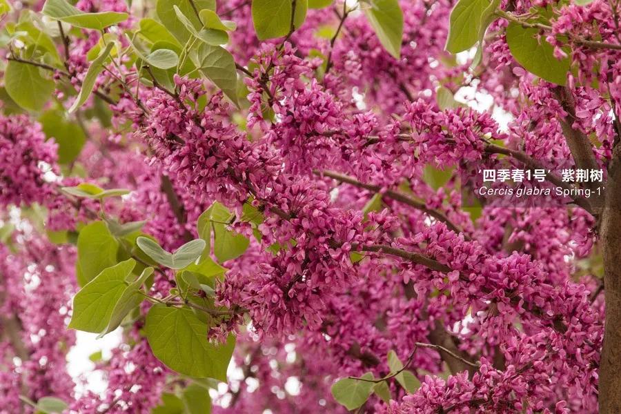 "四季春1号"紫荆树的花,叶,果特写