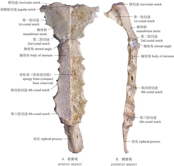 costal bones图1-9 肋骨coccyx(fusedincompletely)图1-8 尾骨(未