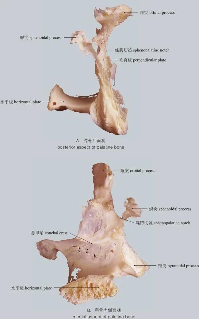 运动系统骨详解