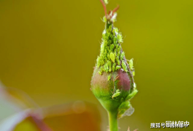 为什么说早春是蚜虫防治的最好时期呢防治时都有哪些注意事项