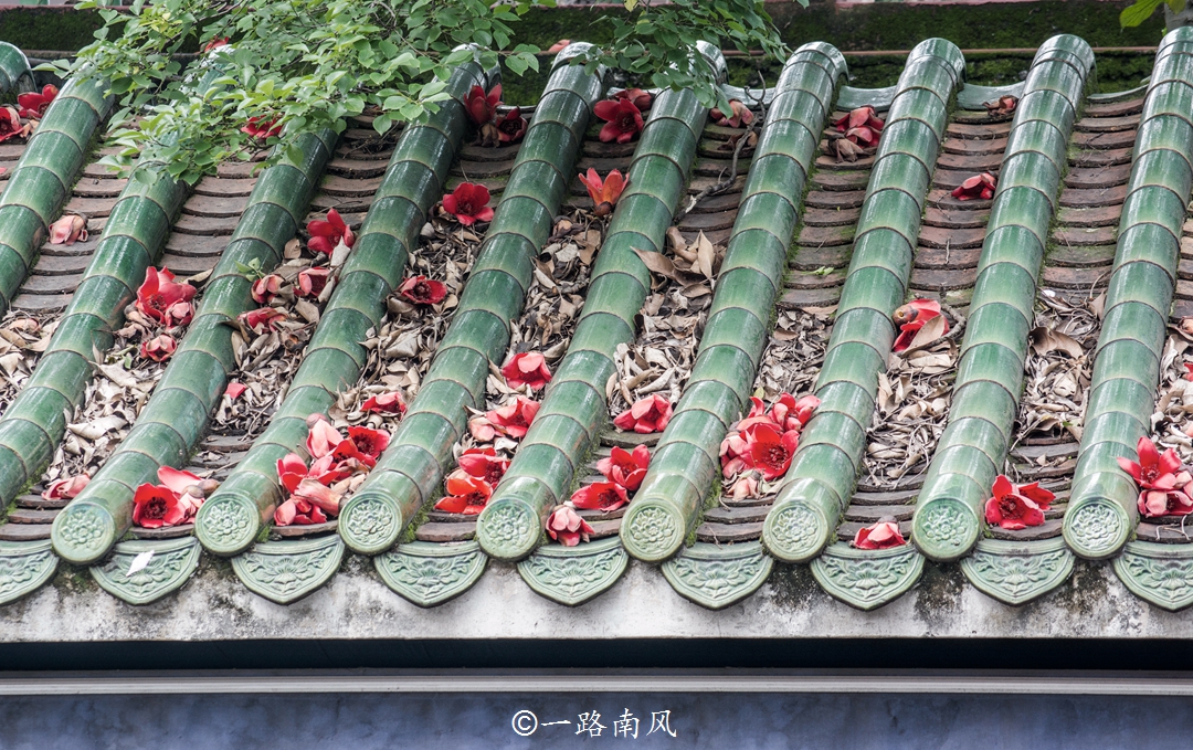  原创
            广州的市花是什么？很多人答错，它的美充满阳刚之气
