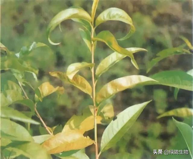 桃树缺钙症状:最初症状是顶端生长减少.
