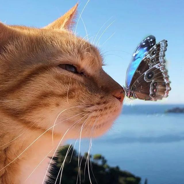 无忧无虑的小猫咪视频 e41d97e2094943de9cd78d01c17b0cce.jpeg