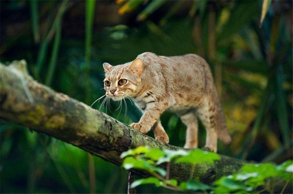 巴掌大的銹斑貓，把樹葉當被子蓋，咬合力媲美老虎，卻喜捕食昆蟲 寵物 第3張