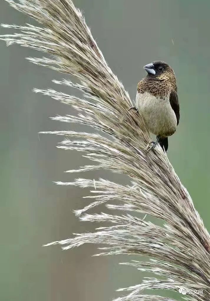 早震,在会文的鸟啼声中醒来.