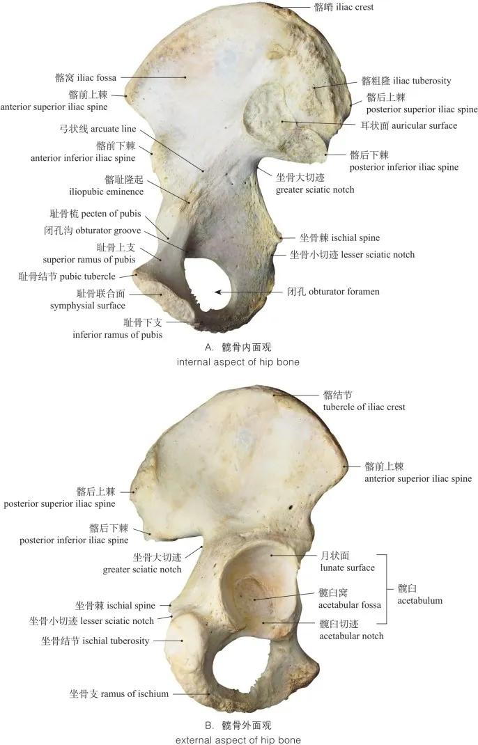 图1-38 髋骨 hip bone
