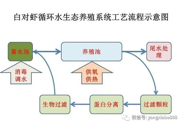 室内循环水养虾怎么搞弄懂这些效益大增