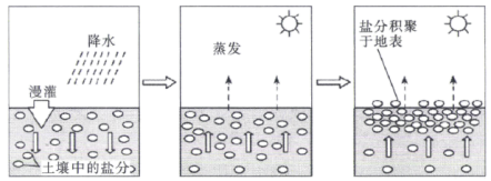 【答案】影响:导致土壤盐碱化.