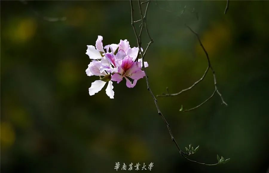 ff0469532846421f823f550d168e2d5e.jpeg