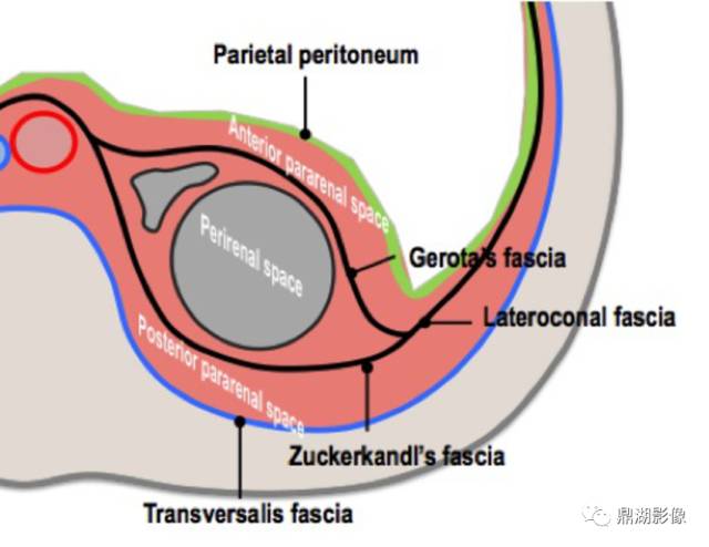 腹膜后间隙的划分请务必牢记