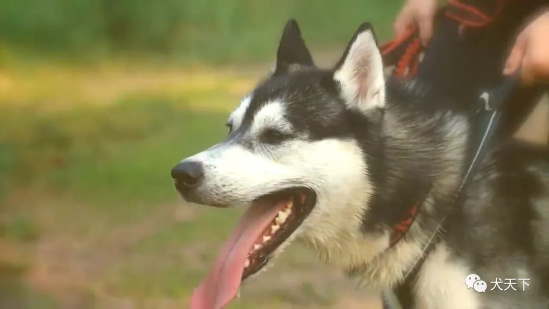 为什么有人喜欢养哈士奇 1bcf4cd88ea344d494568161cee1f5aa.jpeg