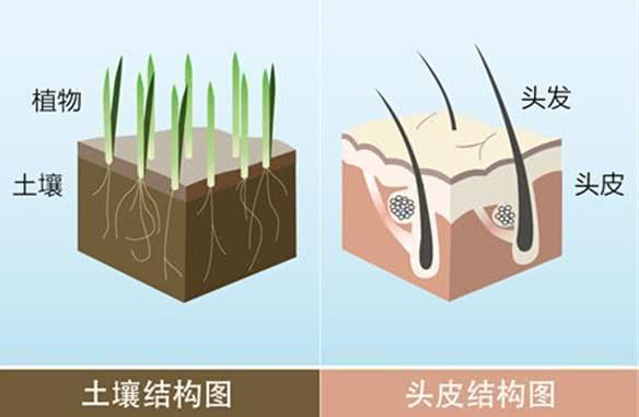 掉落的发根上带有白色小点是损坏的毛囊结构?脱发人士