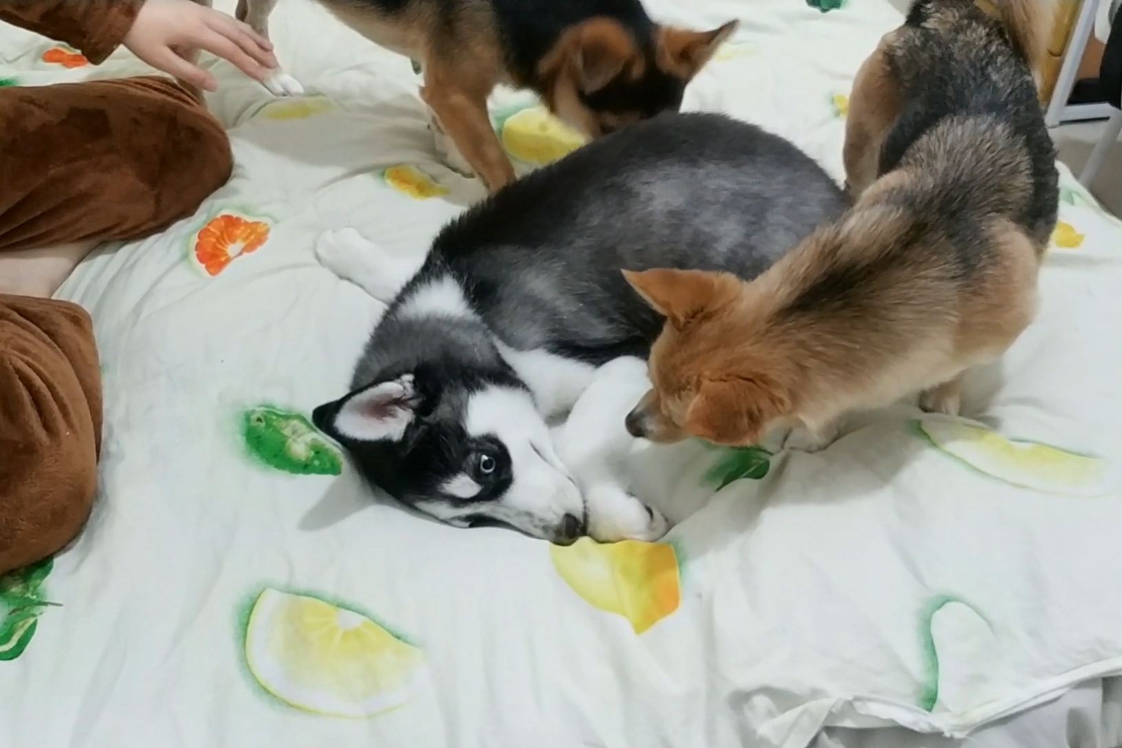小黑小黄的幸福狗生