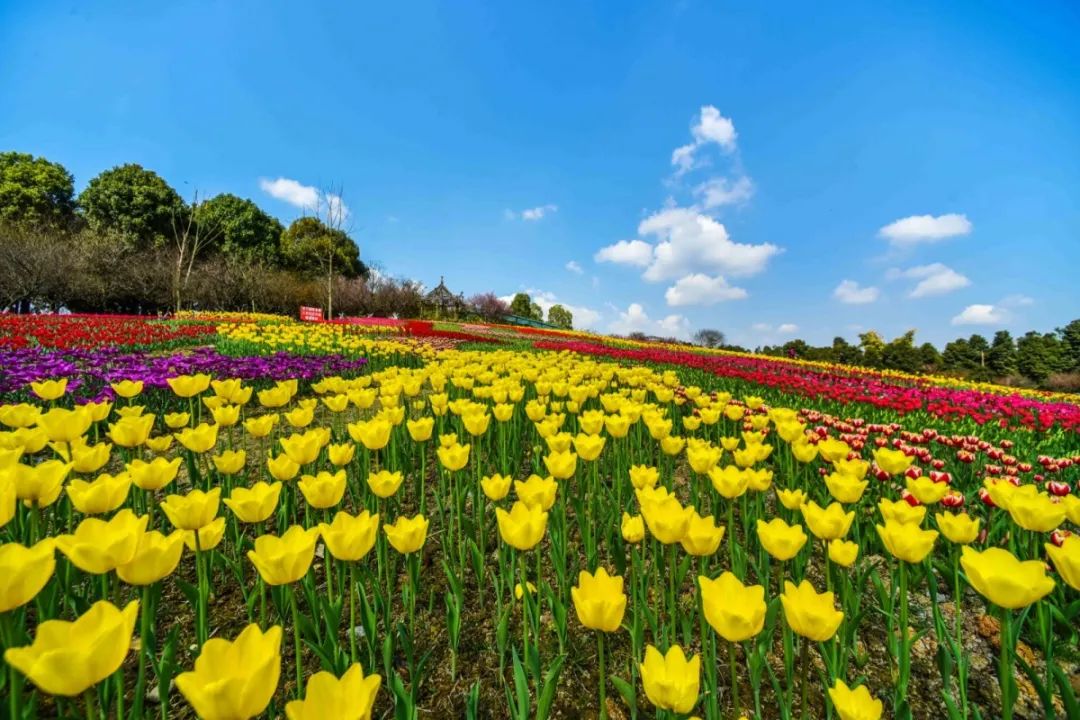 成都市内竟然藏了一座几百亩的郁金香花海?正值