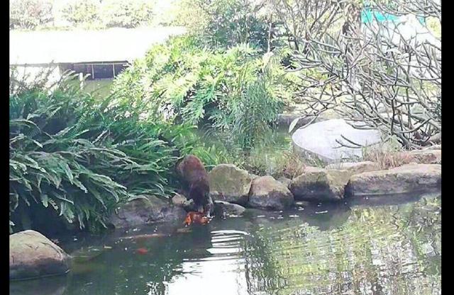池塘@它为了报恩，竟在小区池塘里抓了条锦鲤送人！网友经常喂流浪猫
