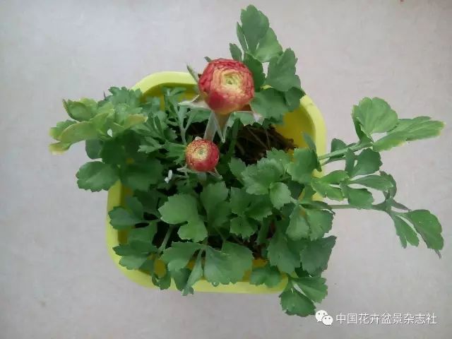 花卉像牡丹一样的花朵花毛茛栽培秘诀